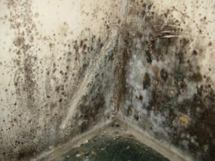 Black Mould and Salt on a classic cold corner - why?